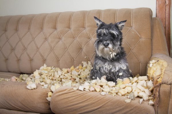 ソファをボロボロにしてしまった犬