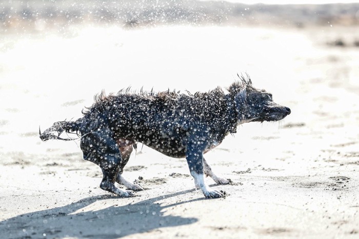 体を振る犬