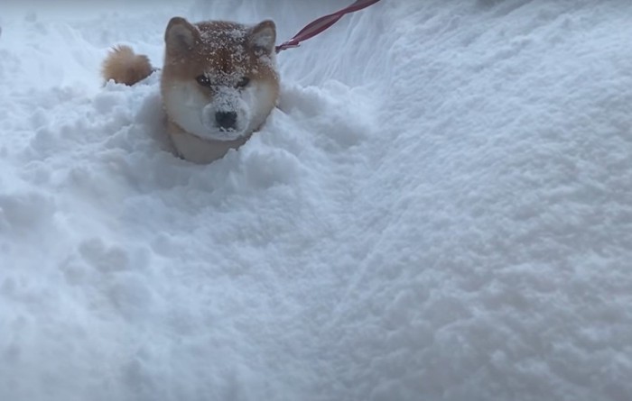 雪から顔を出す犬