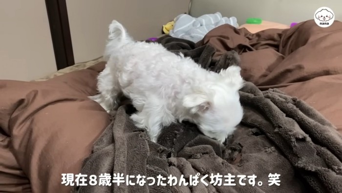 すっかりわんぱくなワンコに