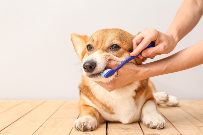 歯磨きを嫌がる犬