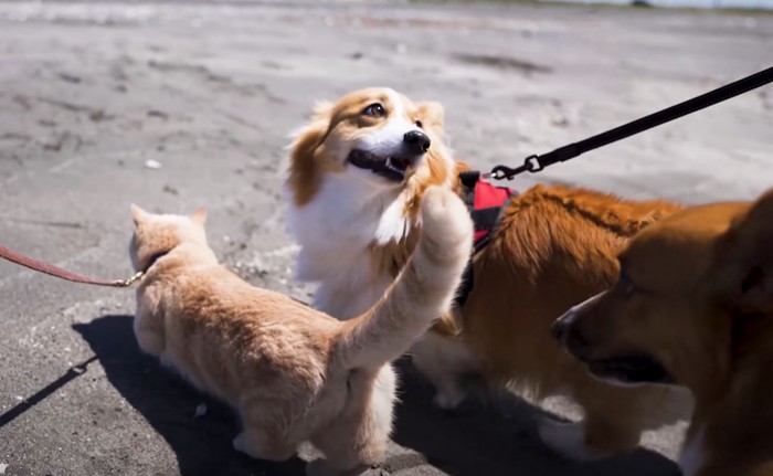 猫と犬