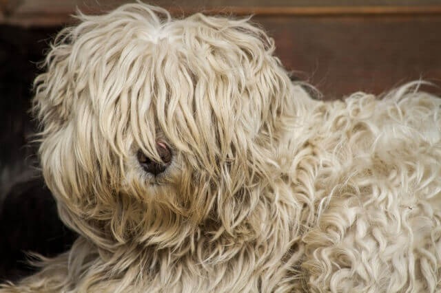 毛むくじゃらの犬