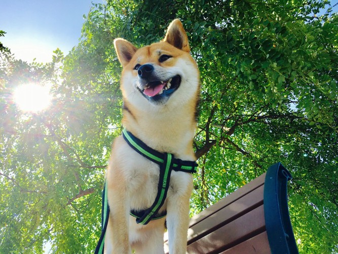 夏っぽい時に散歩している柴犬