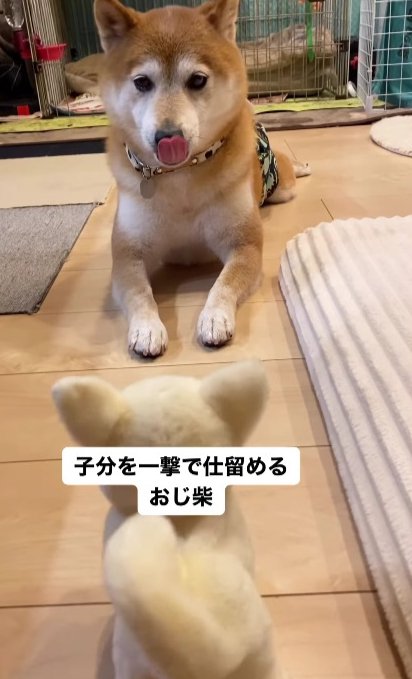 柴犬