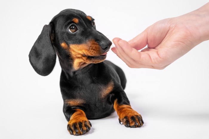 嫌がる犬