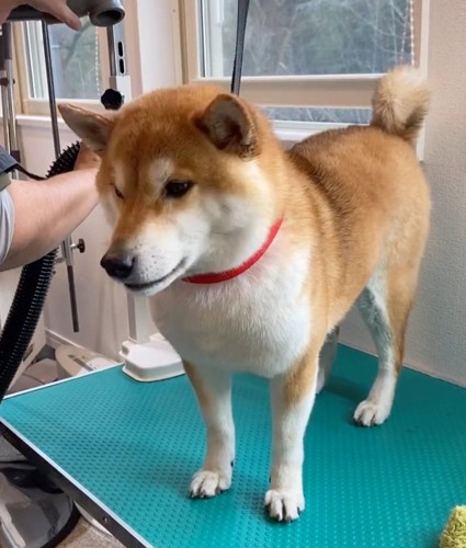 台の上に乗る柴犬