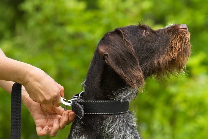 リードをつけられている犬