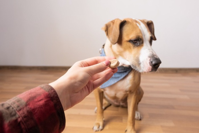 おやつに興味を示さない犬