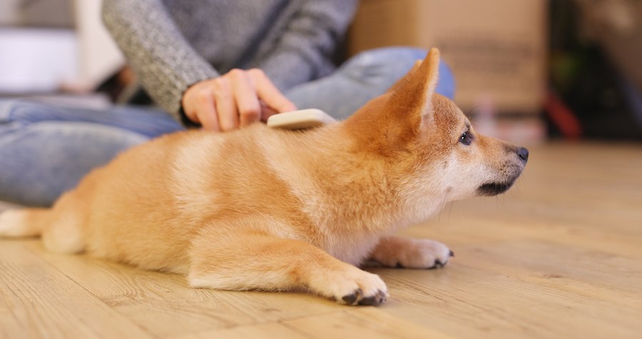 ブラッシングされている子犬の柴犬