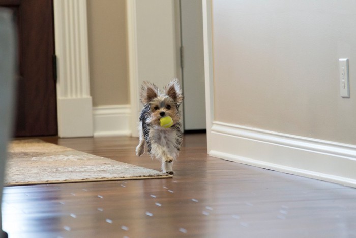 フローリングの床をダッシュする犬