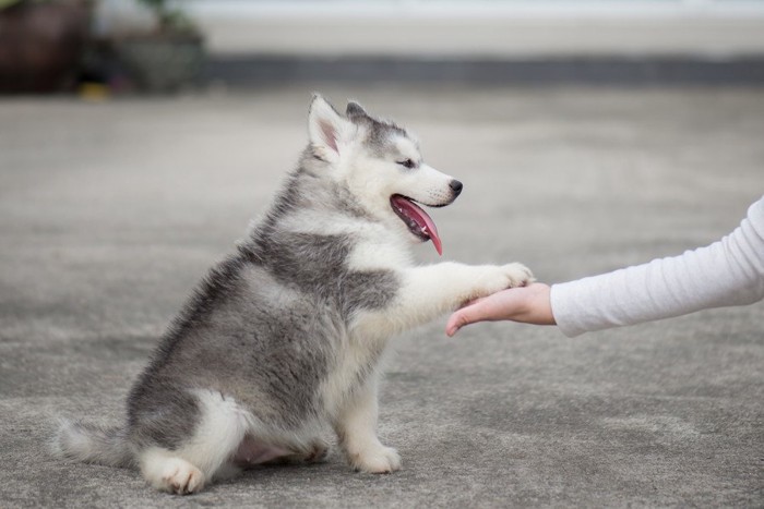 お手をするハスキーの子犬