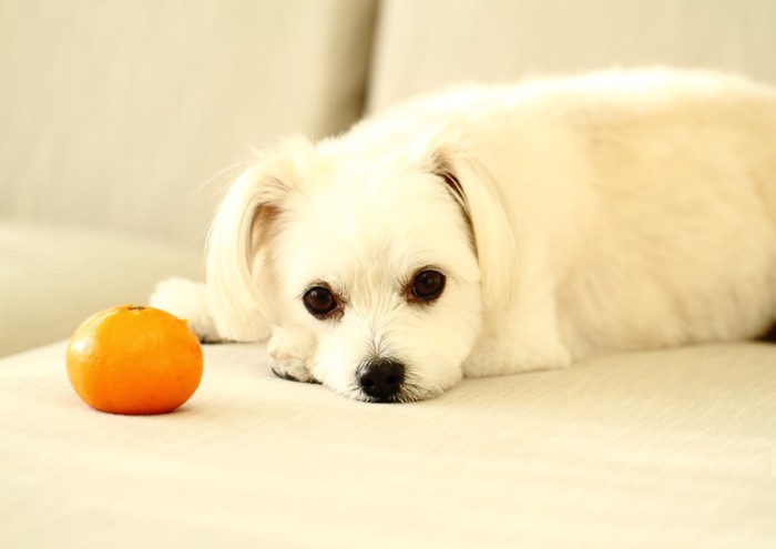 みかんと犬