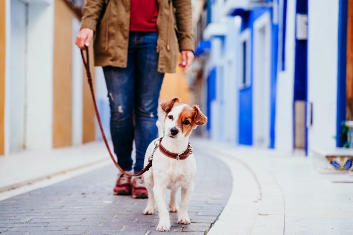 飼い主と街を散歩している犬