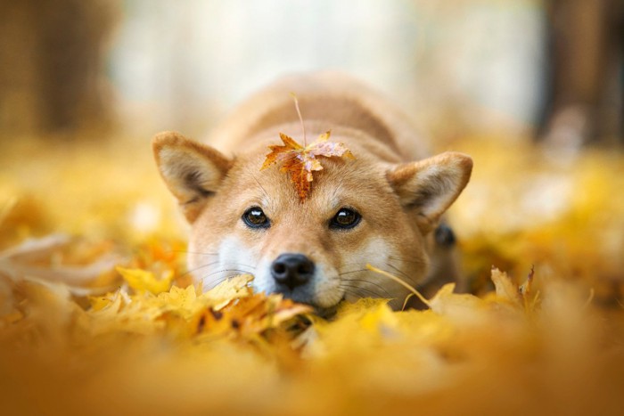 落ち葉に埋もれる柴犬