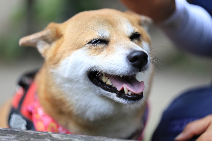 撫でられる柴犬