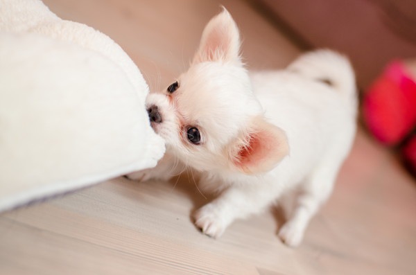 お布団を噛んでいる子犬