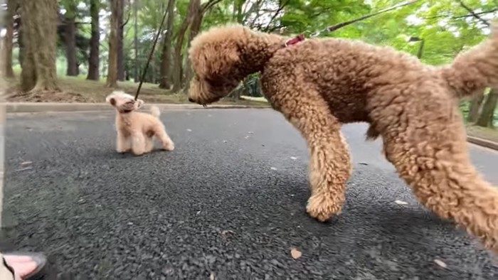 2頭の犬