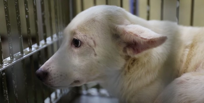 怯える野犬