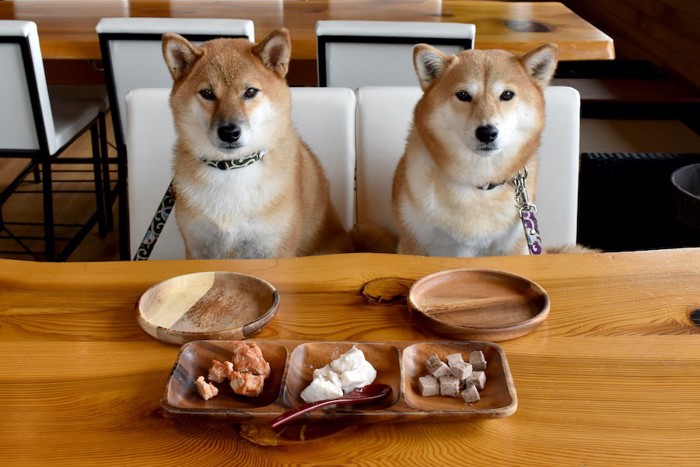 食卓に座って食事を待つ2匹の柴犬