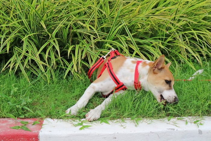 散歩中に草を食べる犬