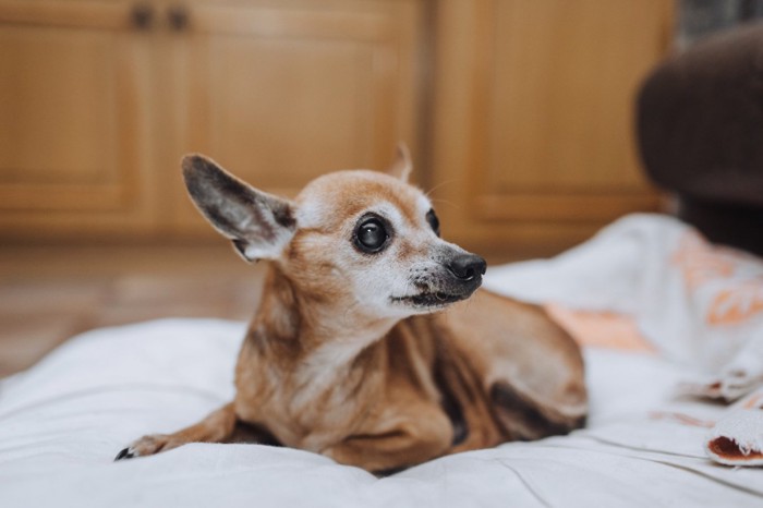 伏せる老犬