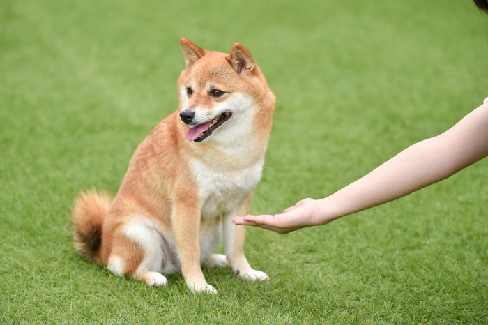 飼い主のお手を拒否する柴犬