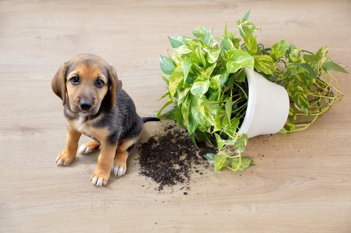 観葉植物を倒す犬