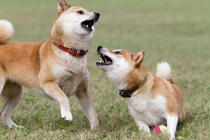 ドッグランで喧嘩する柴犬