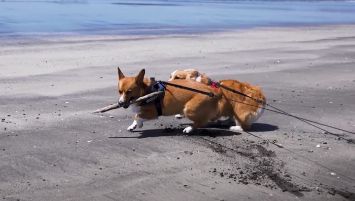 棒を咥えて走る犬