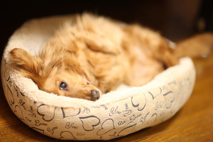 寝ながら飼い主を観察する犬