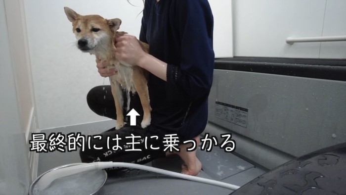 女性の膝に乗せられて水を掛けられる柴犬