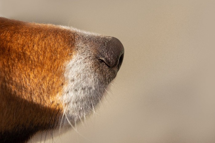 茶色い犬の鼻先