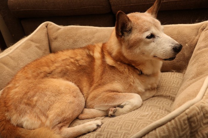 犬用のベッドでくつろぐ老犬