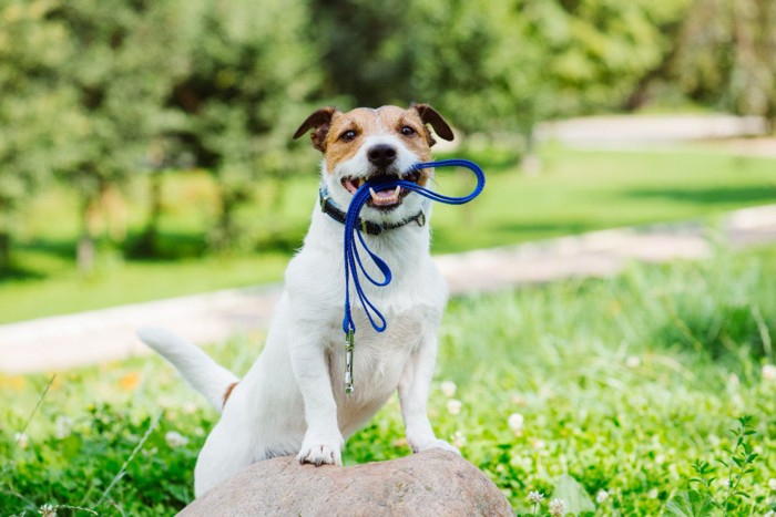 笑顔でリードをくわえる犬