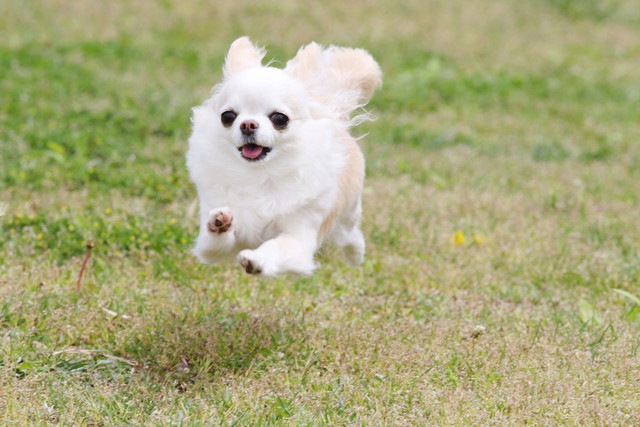 飛行犬