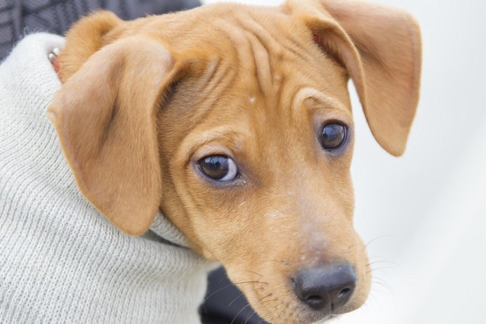 眉を寄せる犬