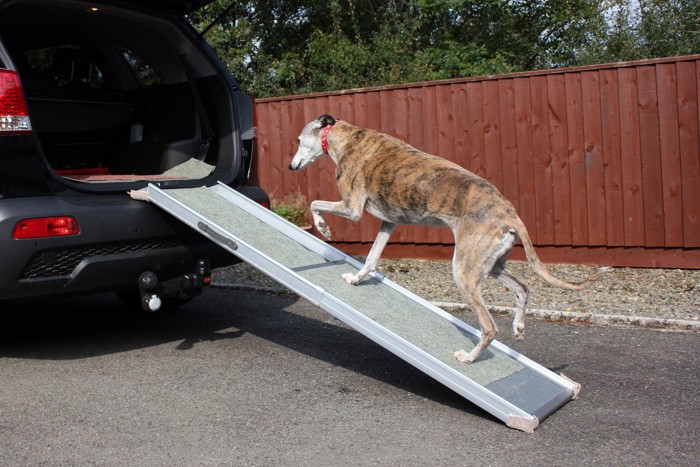 車に乗ろうとステップをのぼる犬