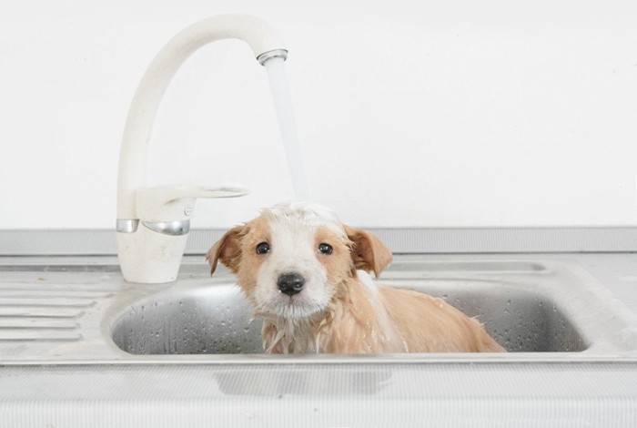 洗面台？水を浴びている子犬