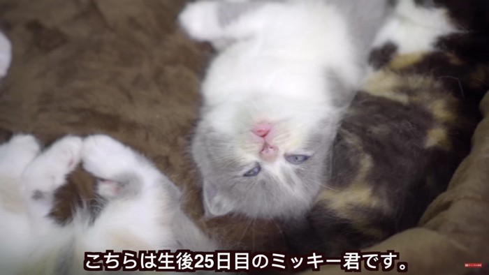 ボビー君とそっくり！子猫のミッキー君