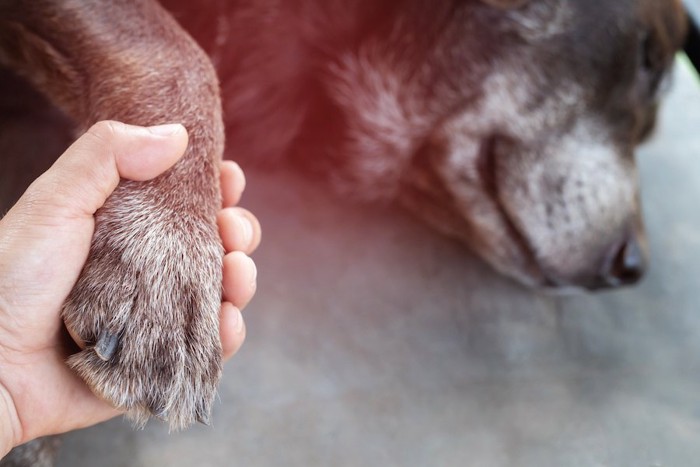 横たわって飼い主に手を握られている犬