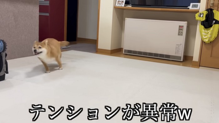 部屋の中を走る柴犬