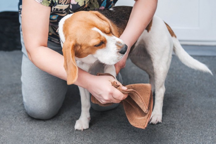 犬の足をタオルで拭く