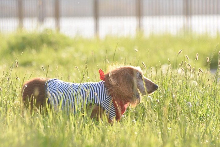 草むらに服を着たダックス