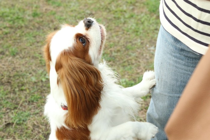 前足を掛ける犬