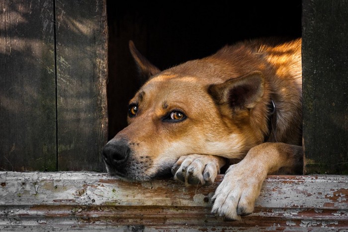 犬小屋からこちらを見る犬