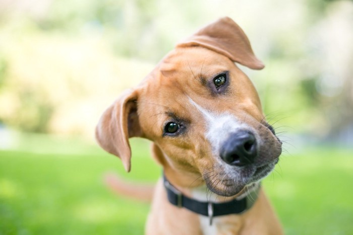 首を傾げる犬