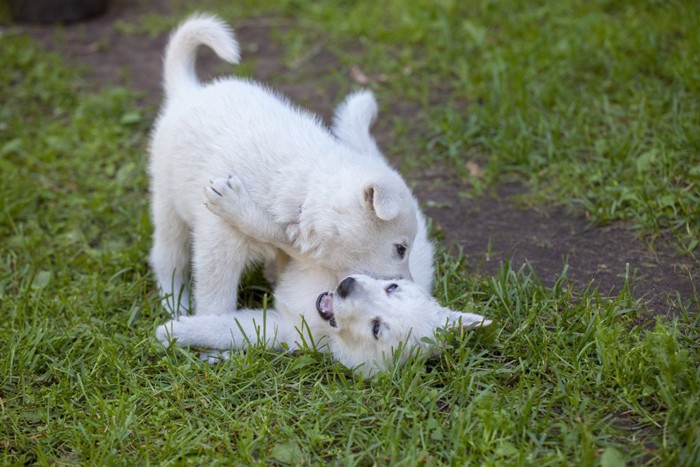 じゃれる白い子犬 247469040