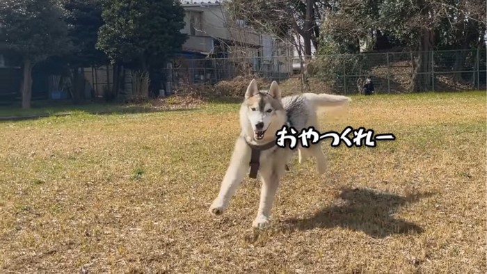 走る犬