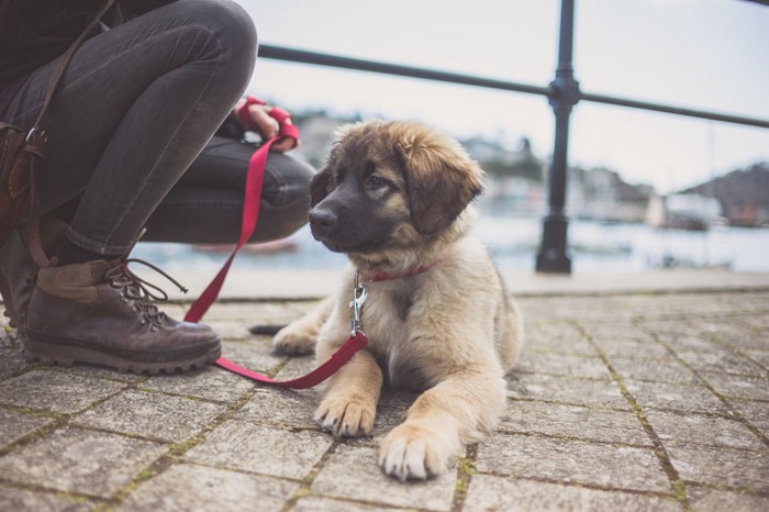 一休みする子犬